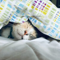 新作 チェック柄を追加いたしました