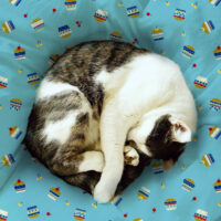 新作 追加いたしました